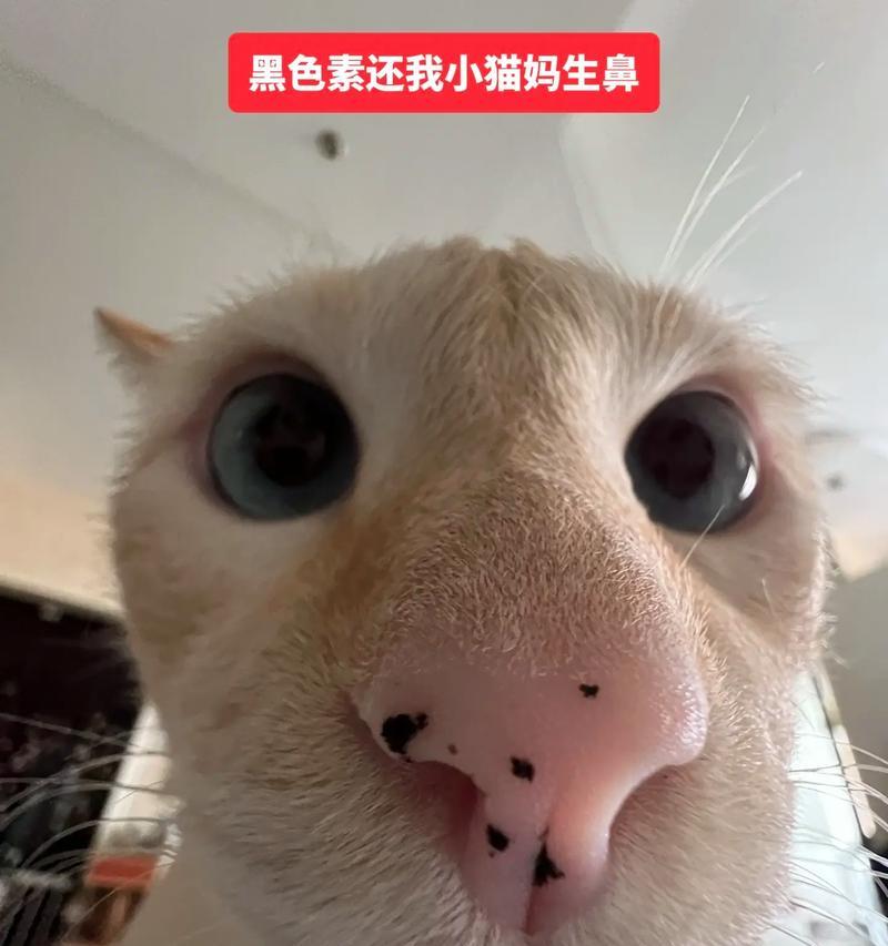 暹罗猫剃毛后毛色变黑的成因与科学护理方法