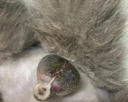 公猫蛋蛋的全球奇遇之旅：一只猫咪的探险与发现