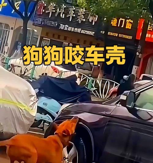 狗狗咬自己原因与应对方法全解析,守护爱犬健康 狗狗咬自己原因与应对方法全解析,守护爱犬健康