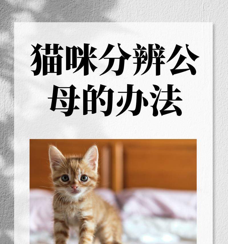 公猫蛋蛋的全球奇遇之旅：一只猫咪的探险与发现