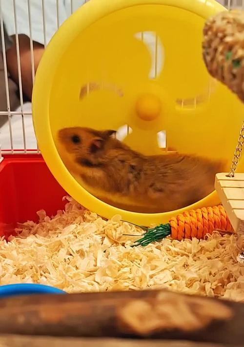 仓鼠洗澡最佳时机与注意事项全指南