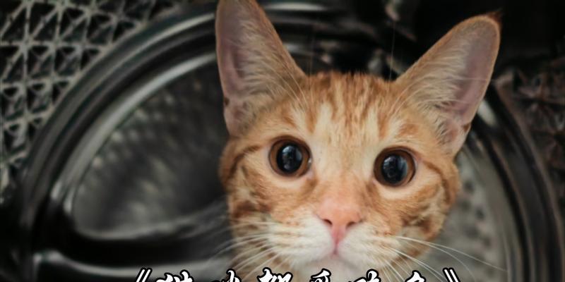 猫咪平价鱼类推荐，健康营养又实惠的优质选择