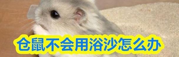 仓鼠洗澡最佳时机与注意事项全指南