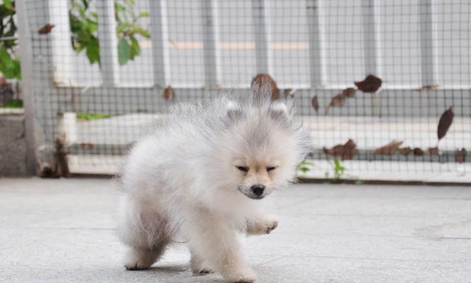 博美犬便秘原因及预防方法，宠物主人必读指南