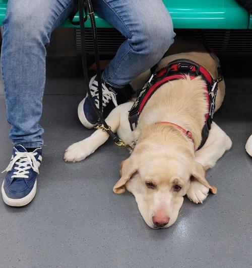 犬蛔虫感染预防指南与健康影响解析，保护爱宠健康