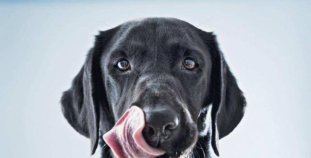 狗狗嘴巴发红常见原因与处理办法,宠物主必读指南 狗狗嘴巴发红常见原因与处理办法,宠物主必读指南