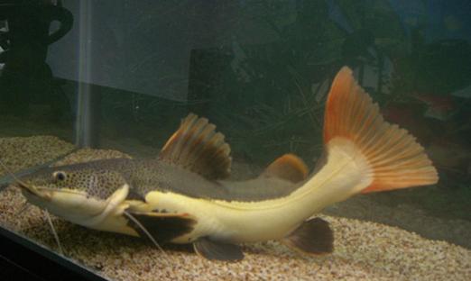 猫咪平价鱼类推荐，健康营养又实惠的优质选择