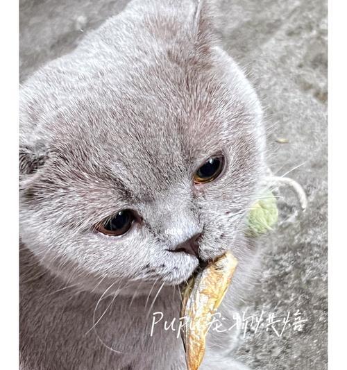 猫咪平价鱼类推荐，健康营养又实惠的优质选择