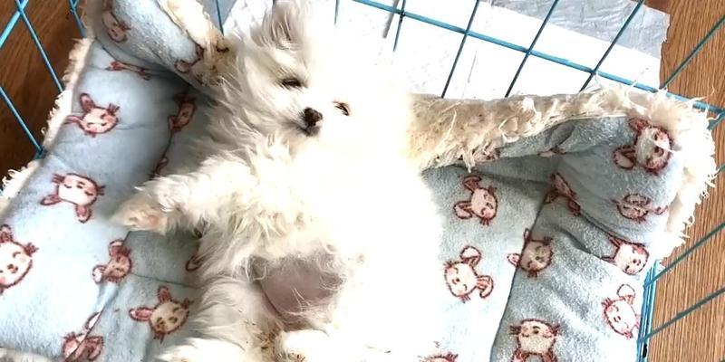 博美犬便秘原因及预防方法，宠物主人必读指南