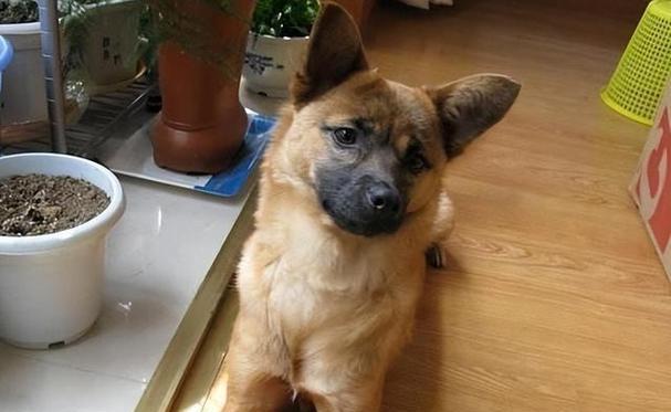 土狗成为理想宠物的15个理由：健康易养且忠诚