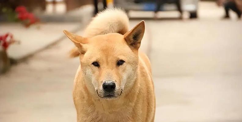 土狗成为理想宠物的15个理由：健康易养且忠诚