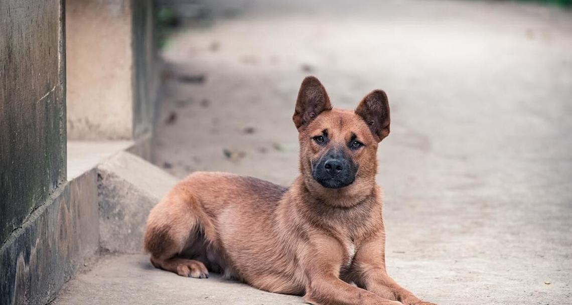 土狗成为理想宠物的15个理由：健康易养且忠诚