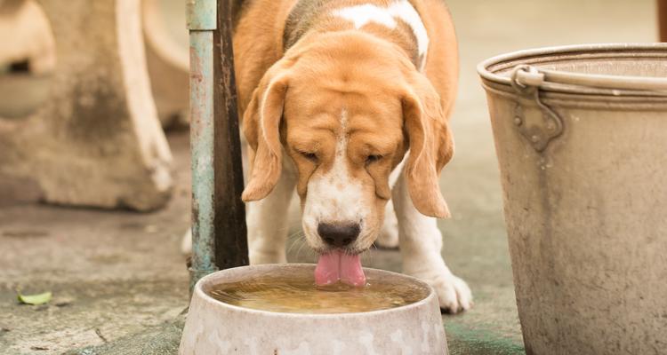 小狗喝水的重要性与健康指南:益处和常见误区解析 小狗喝水的重要性与健康指南:益处和常见误区解析