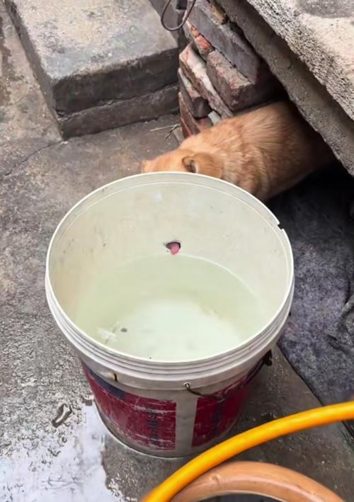 小狗喝水的重要性与健康指南:益处和常见误区解析 小狗喝水的重要性与健康指南:益处和常见误区解析