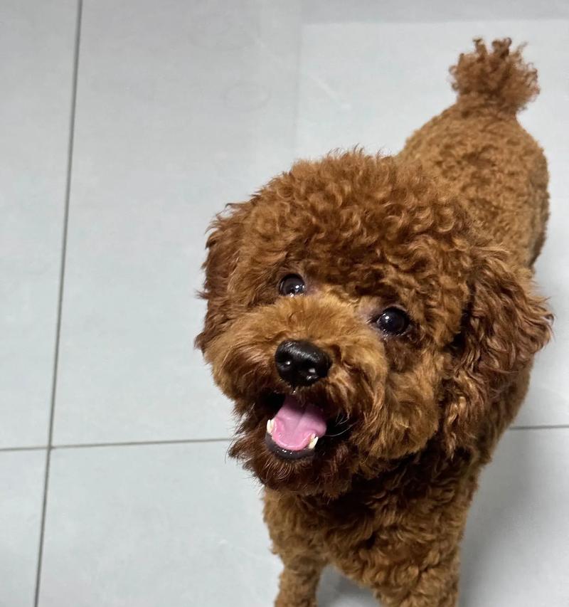 狗狗嘴巴发红常见原因与处理办法,宠物主必读指南 狗狗嘴巴发红常见原因与处理办法,宠物主必读指南