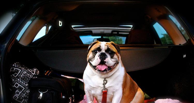 狗狗火车旅行全攻略：文件准备、舒适用品与安全指南