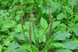 兔子爱吃的青草种类推荐与科学喂养技巧 兔子爱吃的青草种类推荐与科学喂养技巧