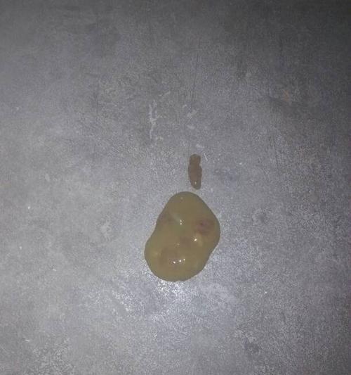 犬蛔虫感染预防指南与健康影响解析，保护爱宠健康