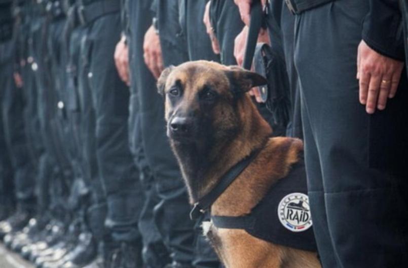 警犬品种选择与训练要点全解析，提升工作效能关键指南