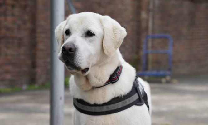 警犬品种选择与训练要点全解析，提升工作效能关键指南