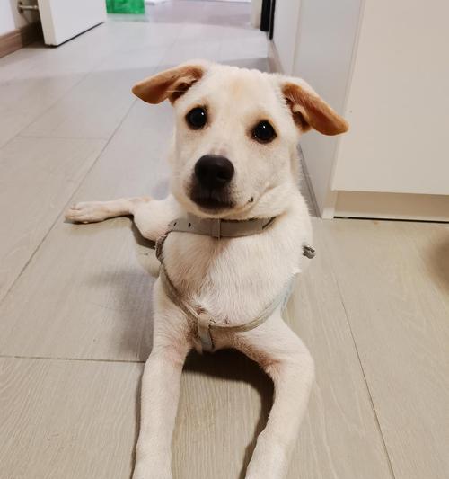 拉布拉多犬作为家庭宠物的优势:忠诚友善与训练要点解析 拉布拉多犬作为家庭宠物的优势:忠诚友善与训练要点解析