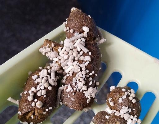 猫粪便稀软原因与预防方法，宠物主必读的健康指南