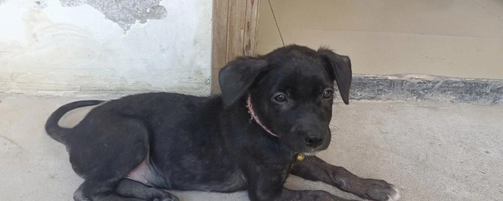 拉布拉多犬作为家庭宠物的优势:忠诚友善与训练要点解析 拉布拉多犬作为家庭宠物的优势:忠诚友善与训练要点解析