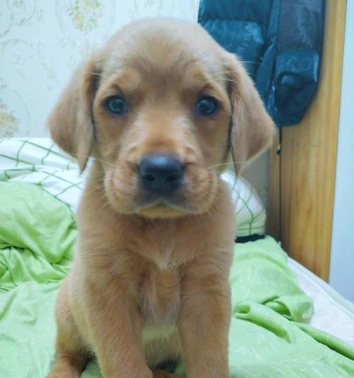 拉布拉多犬作为家庭宠物的优势:忠诚友善与训练要点解析 拉布拉多犬作为家庭宠物的优势:忠诚友善与训练要点解析