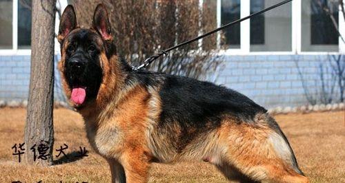 德牧背线的作用是什么?解析其对犬只品质遗传与工作能力的关键影响 德牧背线的作用是什么?解析其对犬只品质遗传与工作能力的关键影响