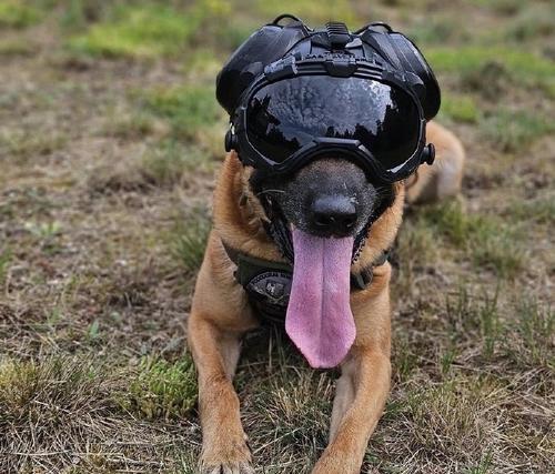 警犬品种选择与训练要点全解析，提升工作效能关键指南