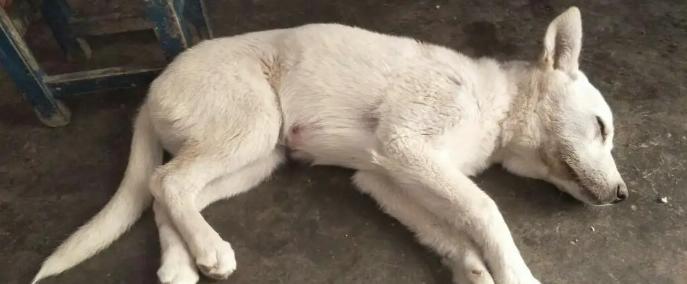 狗狗抖身怎么办？药物治疗方案及用药注意事项详解