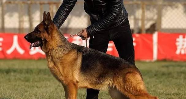 德牧背线的作用是什么?解析其对犬只品质遗传与工作能力的关键影响 德牧背线的作用是什么?解析其对犬只品质遗传与工作能力的关键影响