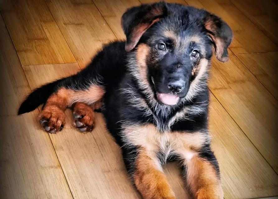 德牧背线的作用是什么?解析其对犬只品质遗传与工作能力的关键影响 德牧背线的作用是什么?解析其对犬只品质遗传与工作能力的关键影响