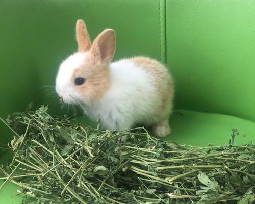 兔子爱吃的青草种类推荐与科学喂养技巧 兔子爱吃的青草种类推荐与科学喂养技巧