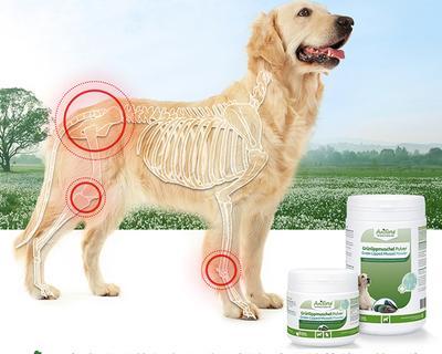 狗狗孕期补钙指南:饮食要点与关键注意事项 狗狗孕期补钙指南:饮食要点与关键注意事项