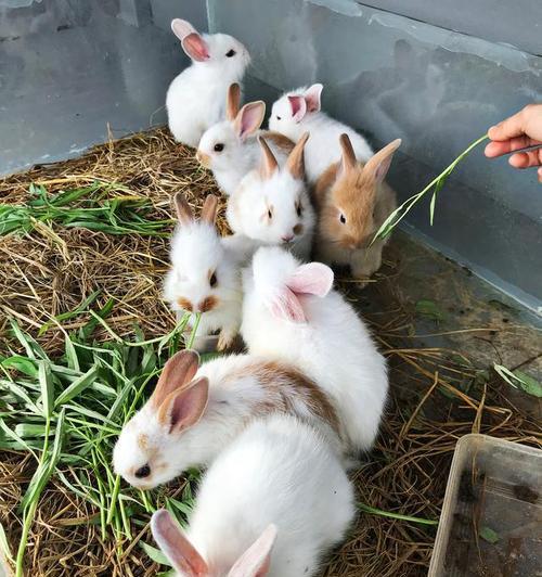 兔子爱吃的青草种类推荐与科学喂养技巧 兔子爱吃的青草种类推荐与科学喂养技巧