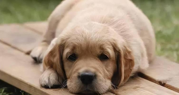 狗狗不听指令怎么办?科学训练方法全解析 狗狗不听指令怎么办?科学训练方法全解析