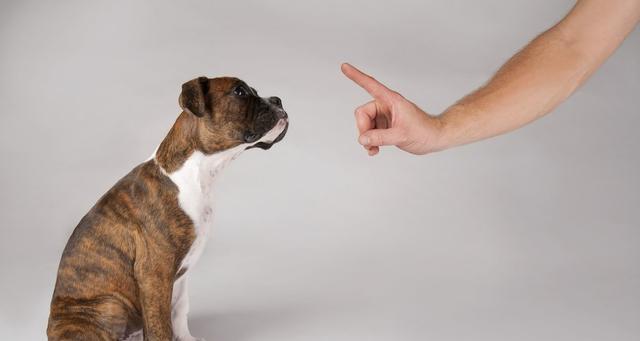 狗狗不听指令怎么办?科学训练方法全解析 狗狗不听指令怎么办?科学训练方法全解析