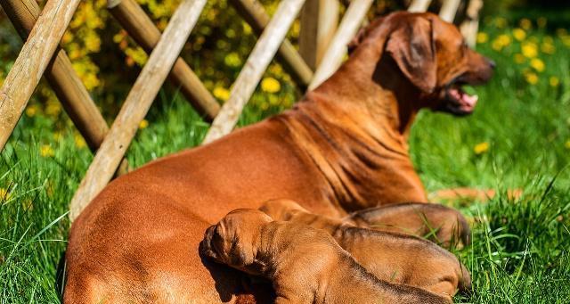 狗狗孕期补钙指南:饮食要点与关键注意事项 狗狗孕期补钙指南:饮食要点与关键注意事项