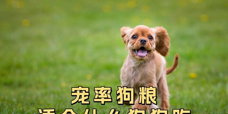 如何通过选择正确狗粮控制犬只体重，维持宠物健康