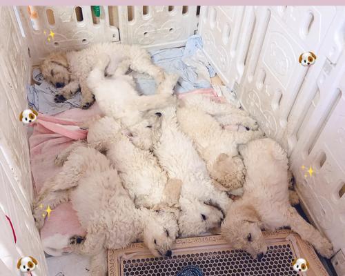 幼犬奶粉喂养全攻略：营养选择与正确喂食方法