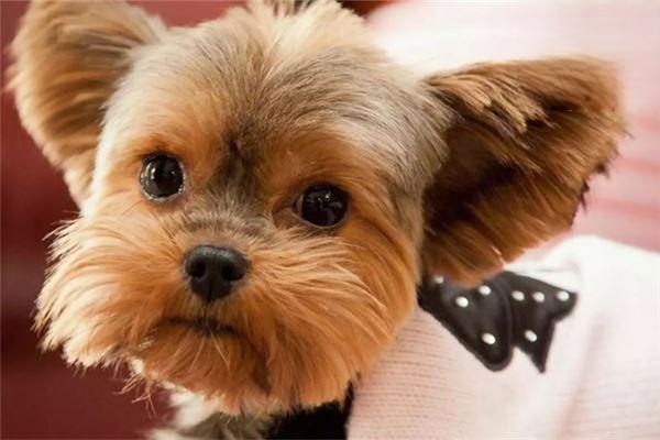 犬猫肝脓肿的症状识别与治疗方案详解，守护宠物肝脏健康