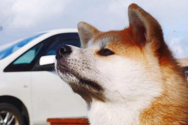 犬猫脾脏破裂的症状识别与紧急治疗方案详解