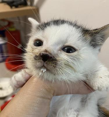 猫咪鼻子像什么？10种奇妙比喻揭秘猫鼻的可爱与神奇