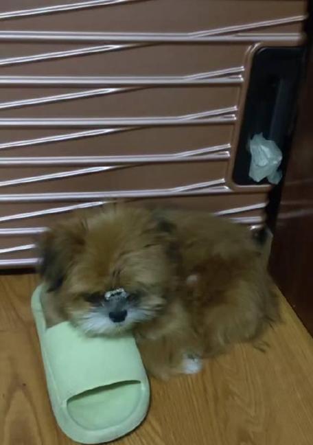 狗狗爱咬拖鞋的科学原因与纠正方法，教你正确引导宠物行为