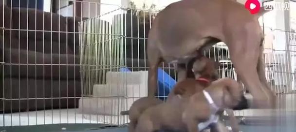 狗狗追尾巴的多种原因与科学应对方法