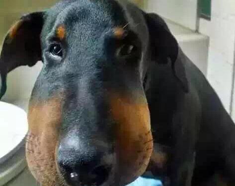 狗狗不喜欢亲吻的原因解析与正确亲近方法