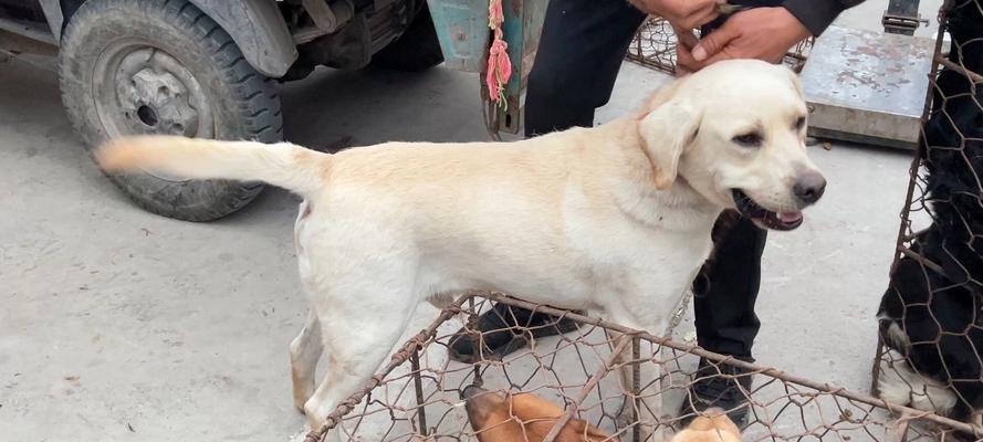 拉布拉多犬饮食营养指南：科学搭配促进健康与活力