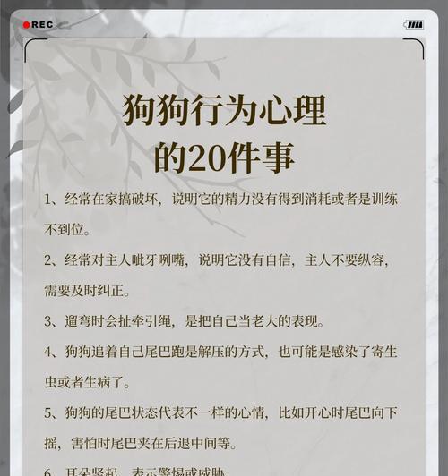 狗狗追尾巴的多种原因与科学应对方法