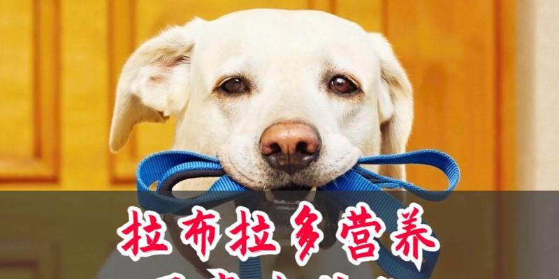 拉布拉多犬饮食营养指南：科学搭配促进健康与活力